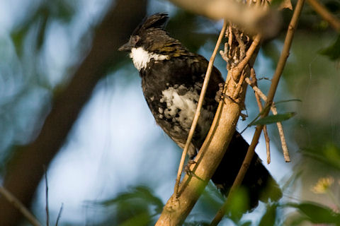 Eastern Whipbird (Psophodes olivaceus)